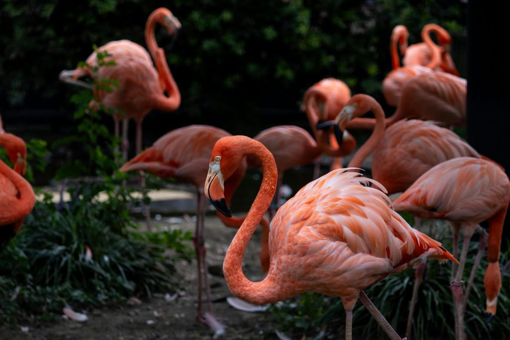 Flamingos at the zoo
